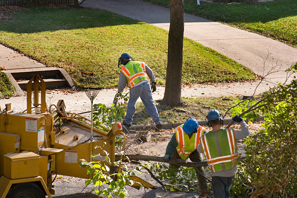 Best Tree Preservation Services  in New Pek, IN